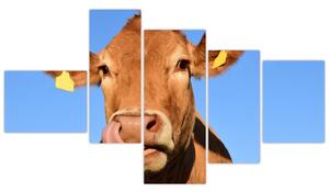 Obraz kravy (Obraz 150x85cm)