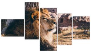 Obraz - ležiaci lev (Obraz 150x85cm)