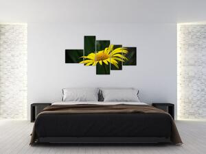 Obraz žltého kvetu (Obraz 150x85cm)