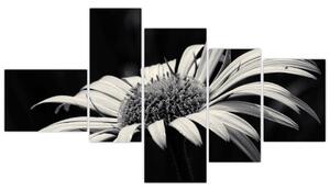 Čiernobiely obraz kvetu (Obraz 150x85cm)