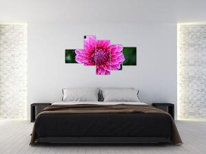 Obraz ružového kvetu (Obraz 150x85cm)