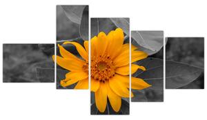 Obraz oranžového kvetu (Obraz 150x85cm)