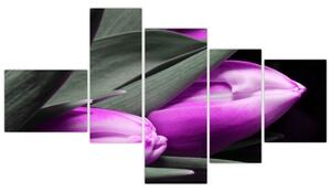 Obraz fialových tulipánov (Obraz 150x85cm)