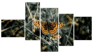Obraz motýľa (Obraz 150x85cm)