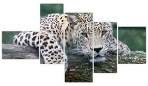 Obraz leopard (Obraz 150x85cm)