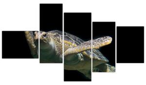 Obraz plávajúce korytnačky (Obraz 150x85cm)