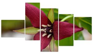 Kvitnúca rastlina - obrazy do domu (Obraz 150x85cm)