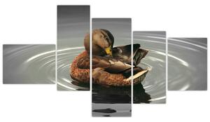 Obraz - kačice vo vode (Obraz 150x85cm)