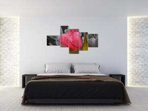 Obraz červeného tulipánu na čiernobielom pozadí (Obraz 150x85cm)