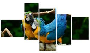 Obraz papagájov na lane (Obraz 150x85cm)