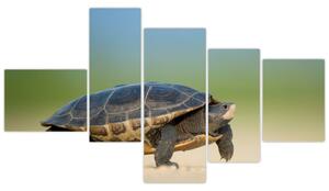 Obraz korytnačky - moderné obrazy (Obraz 150x85cm)