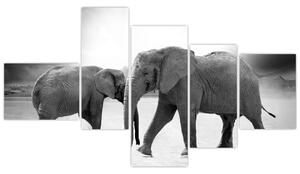 Obraz - slony (Obraz 150x85cm)