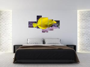 Obraz - žlté ryby (Obraz 150x85cm)