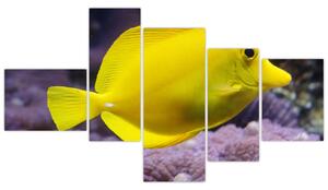 Obraz - žlté ryby (Obraz 150x85cm)