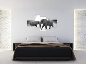 Obraz - slony (Obraz 150x85cm)