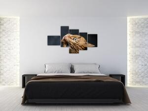 Moderný obraz - mačky (Obraz 150x85cm)