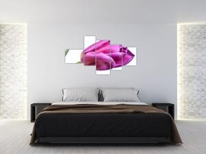 Obraz ružového tulipánu (Obraz 150x85cm)