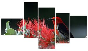 Obraz vtákov - červená (Obraz 150x85cm)