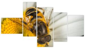 Obraz - detail včely (Obraz 150x85cm)