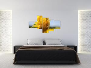 Obraz slnečnica (Obraz 150x85cm)