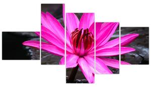 Obraz s detailom kvetu (Obraz 150x85cm)