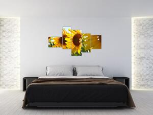 Obraz slnečníc na stenu (Obraz 150x85cm)