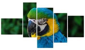 Obraz papagája (Obraz 150x85cm)