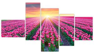 Obraz - polia kvetov (Obraz 150x85cm)