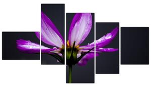Obraz - kvety (Obraz 150x85cm)