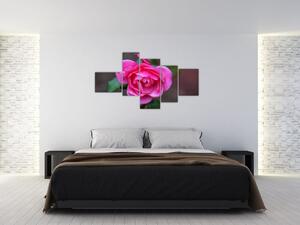 Obraz ruže na stenu (Obraz 150x85cm)