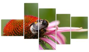 Obraz včely na kvete (Obraz 150x85cm)