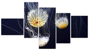 Obraz - medúzy (Obraz 150x85cm)