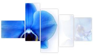 Obraz s orchideí (Obraz 150x85cm)