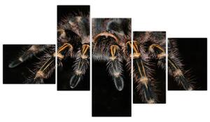 Obraz - Tarantula (Obraz 150x85cm)
