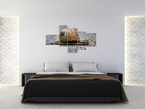 Ulita slimáka, obraz na stenu (Obraz 150x85cm)