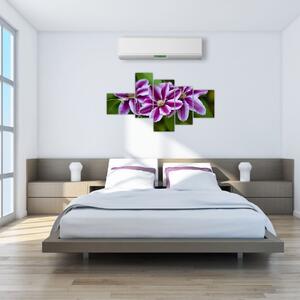 Súkvetia rastliny, obraz do bytu (Obraz 150x85cm)