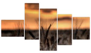 Detail pšenica, obraz (Obraz 150x85cm)