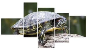 Obraz suchozemské korytnačky (Obraz 150x85cm)