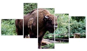Obraz s americkým bizónom (Obraz 150x85cm)