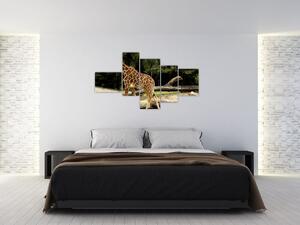 Obraz žirafy (Obraz 150x85cm)
