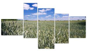 Pole pšenice - obraz (Obraz 150x85cm)
