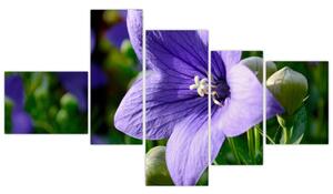 Kvety - obraz (Obraz 150x85cm)