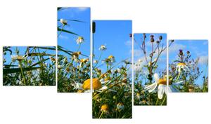 Obraz lúčnych kvetov (Obraz 150x85cm)