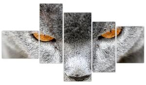 Mačka - obraz (Obraz 150x85cm)