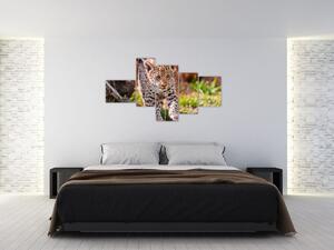 Mláďa leoparda - obraz do bytu (Obraz 150x85cm)