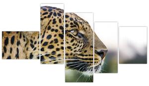 Leopard - obraz (Obraz 150x85cm)