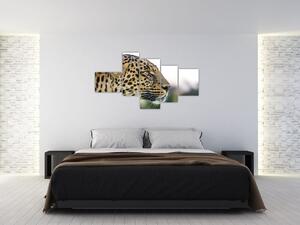 Leopard - obraz (Obraz 150x85cm)