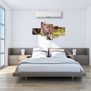 Mláďa leoparda - obraz do bytu (Obraz 150x85cm)