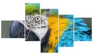 Papagáj - obraz (Obraz 150x85cm)