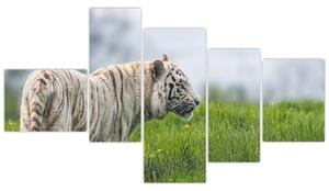 Tiger - obraz (Obraz 150x85cm)